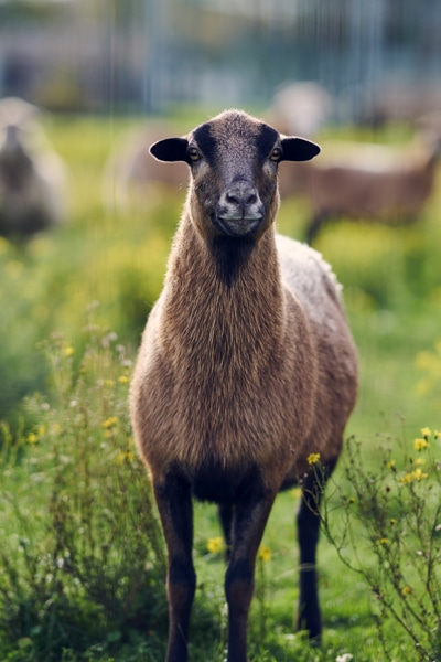 400x600-schaf-nachhaltigkeit Mitarbeiter an einer CNC Presse